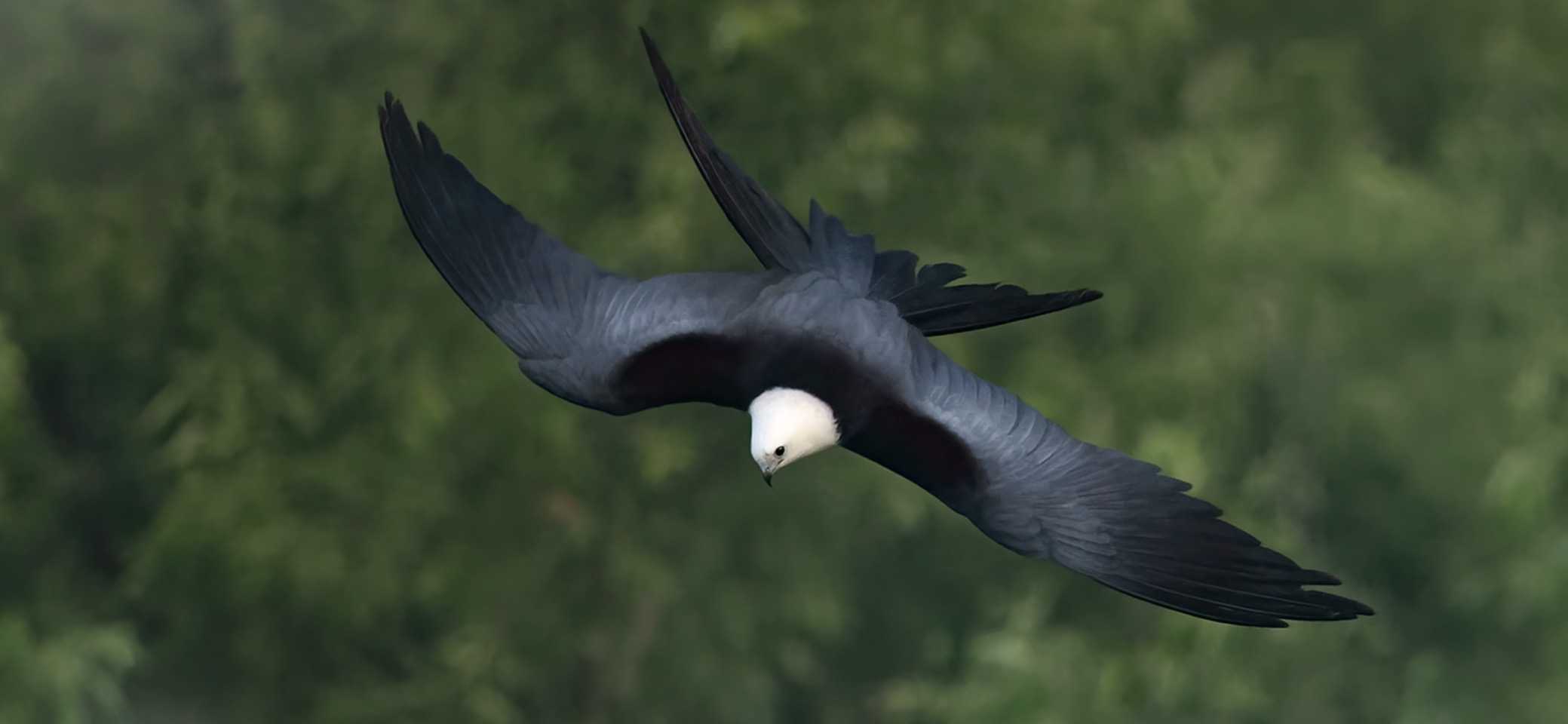 Aerial view of a large black bird soaring over treetops