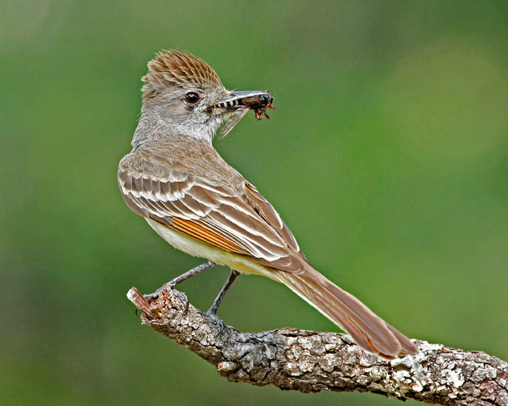  Ash-throated Flycatcher. 