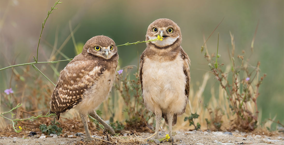 Burrowing Owls.