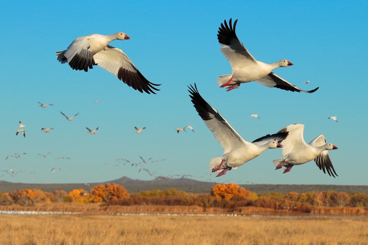 Snow Geese flying above a field of dead and wintered vegetation.