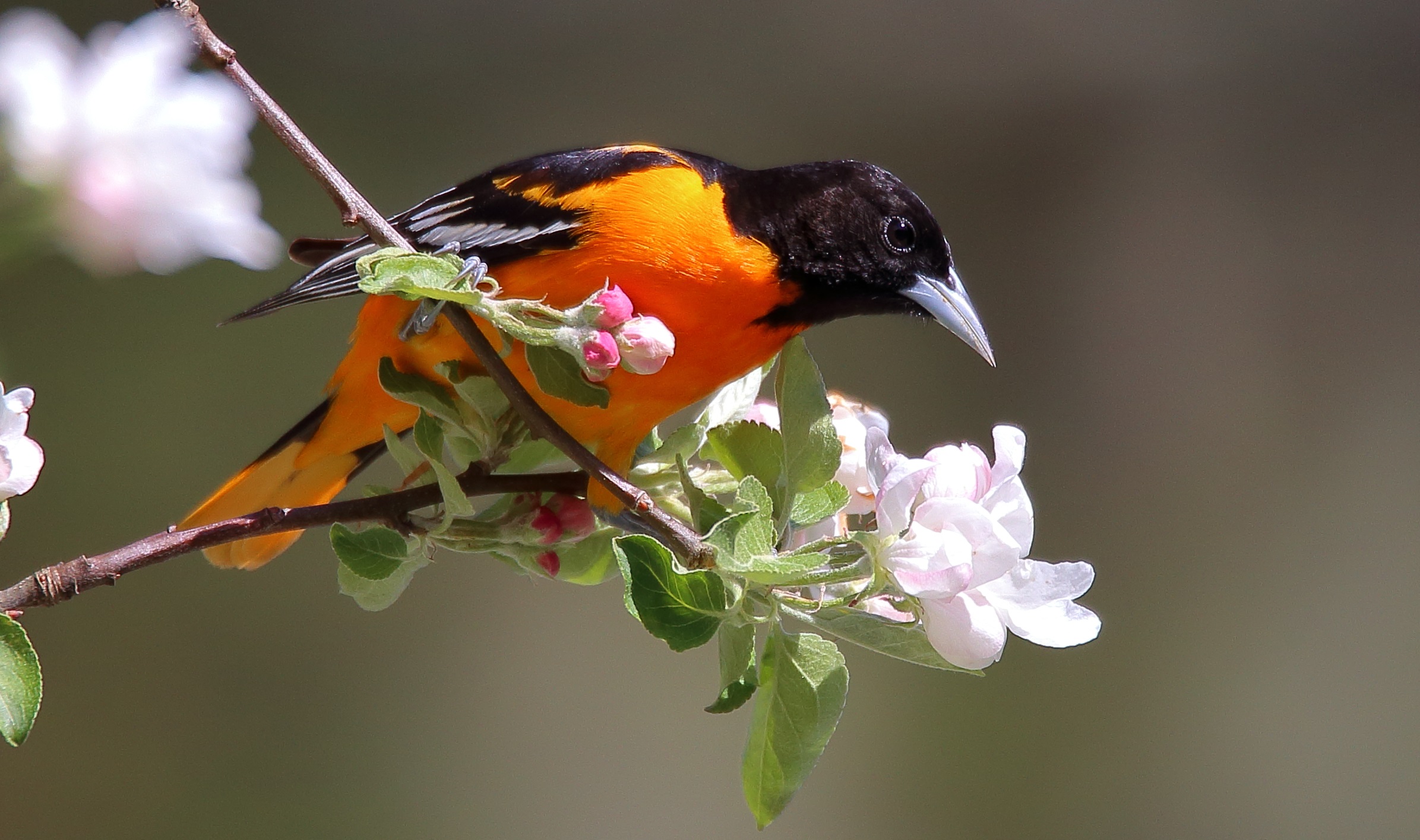 Baltimore Oriole