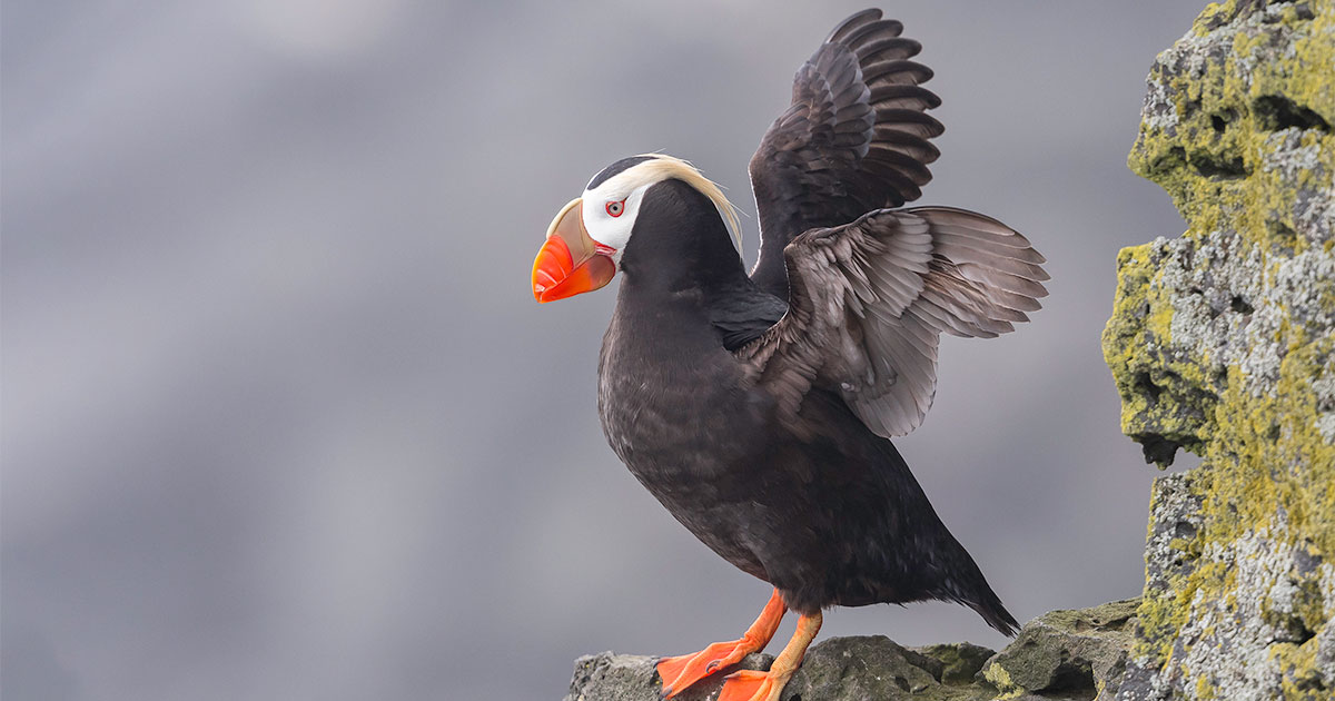 Tufted Puffin.