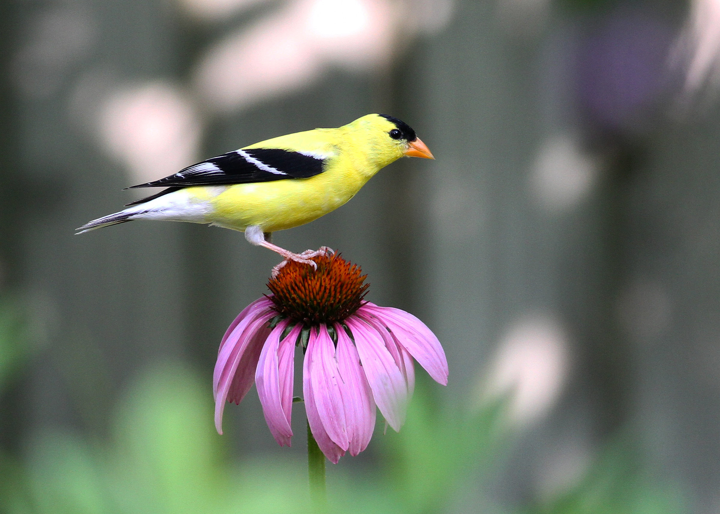 American Goldfinch