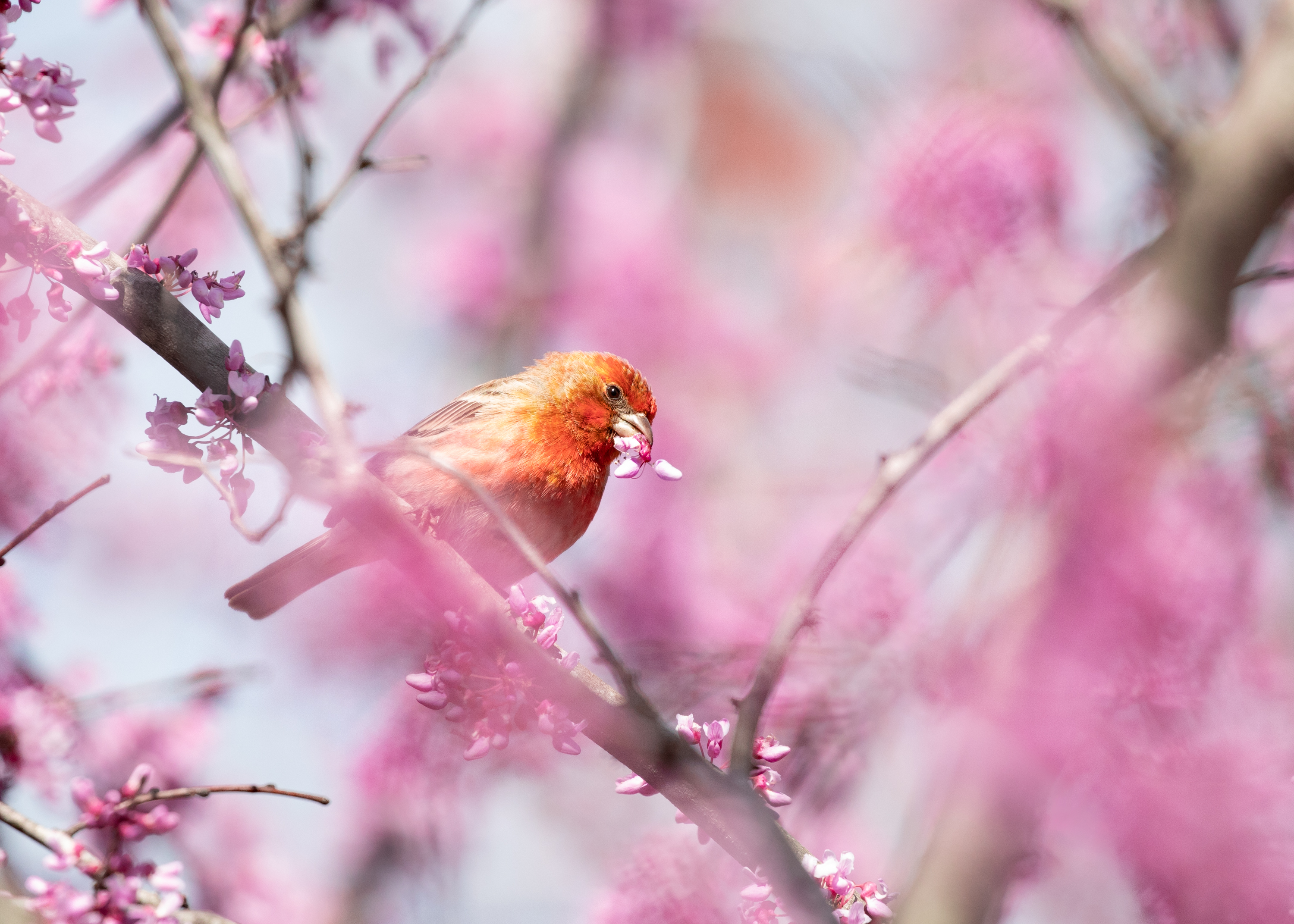 A House Finch sits in a blossoming pink tree. 