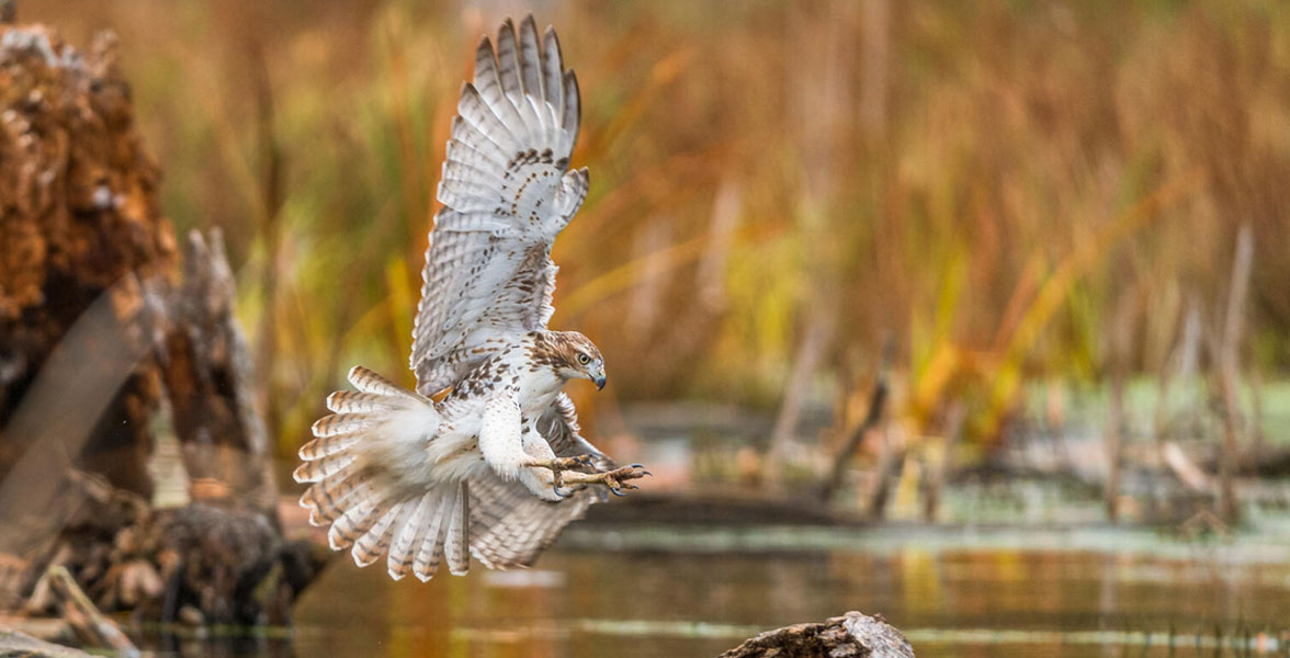 Red-tailed Hawk in flight, posed to make a landing.