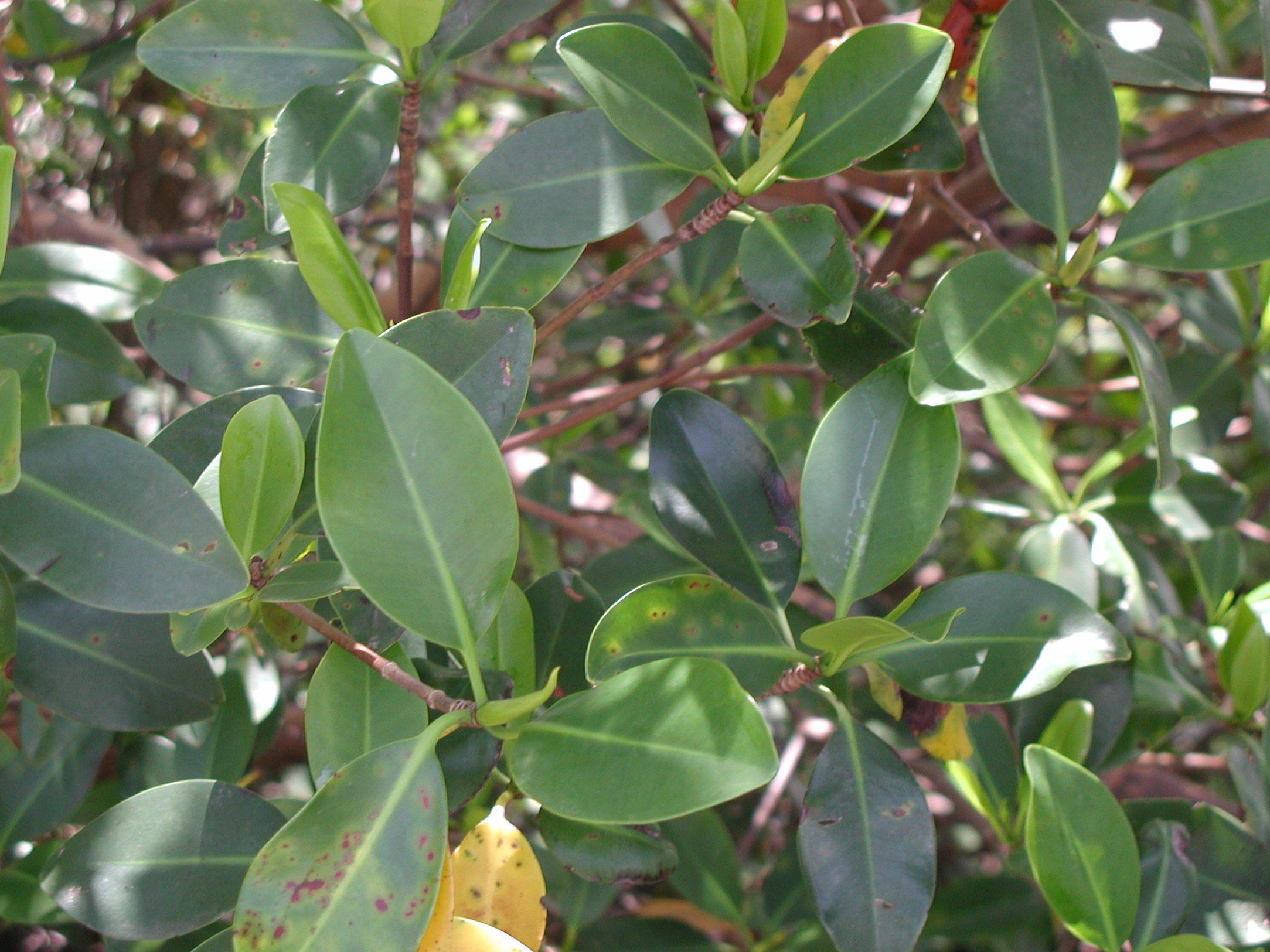 Close-up of mangrove leaves