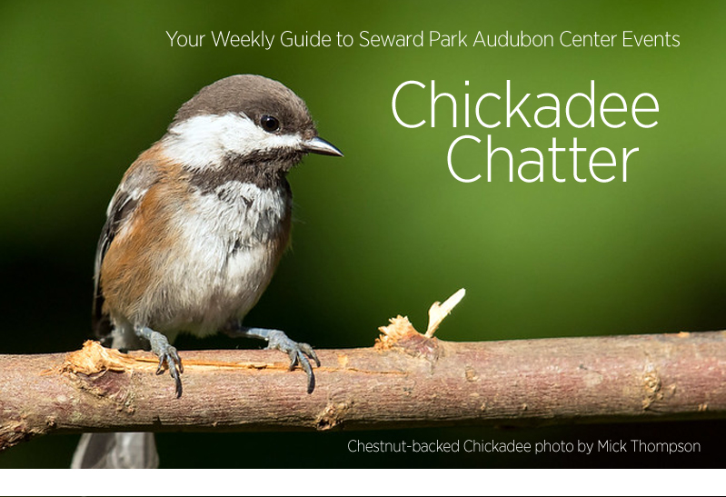 Chestnut Back Chickadee photo by Mick Thompson
