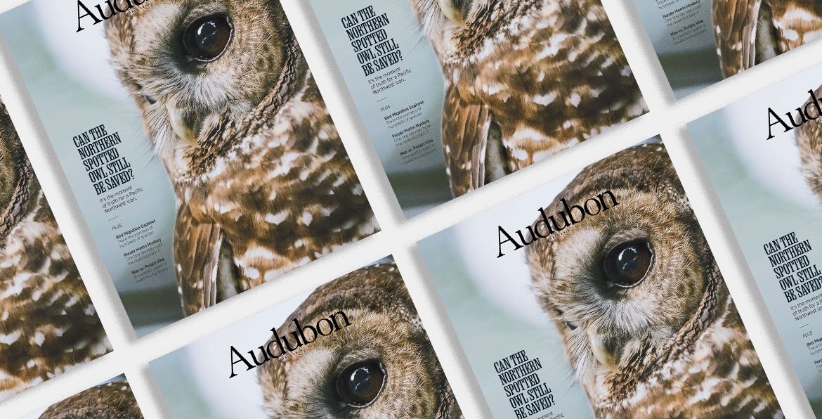 A Northern Spotted Owl on the Fall 2022 <i>Audubon</i> Magazine cover.