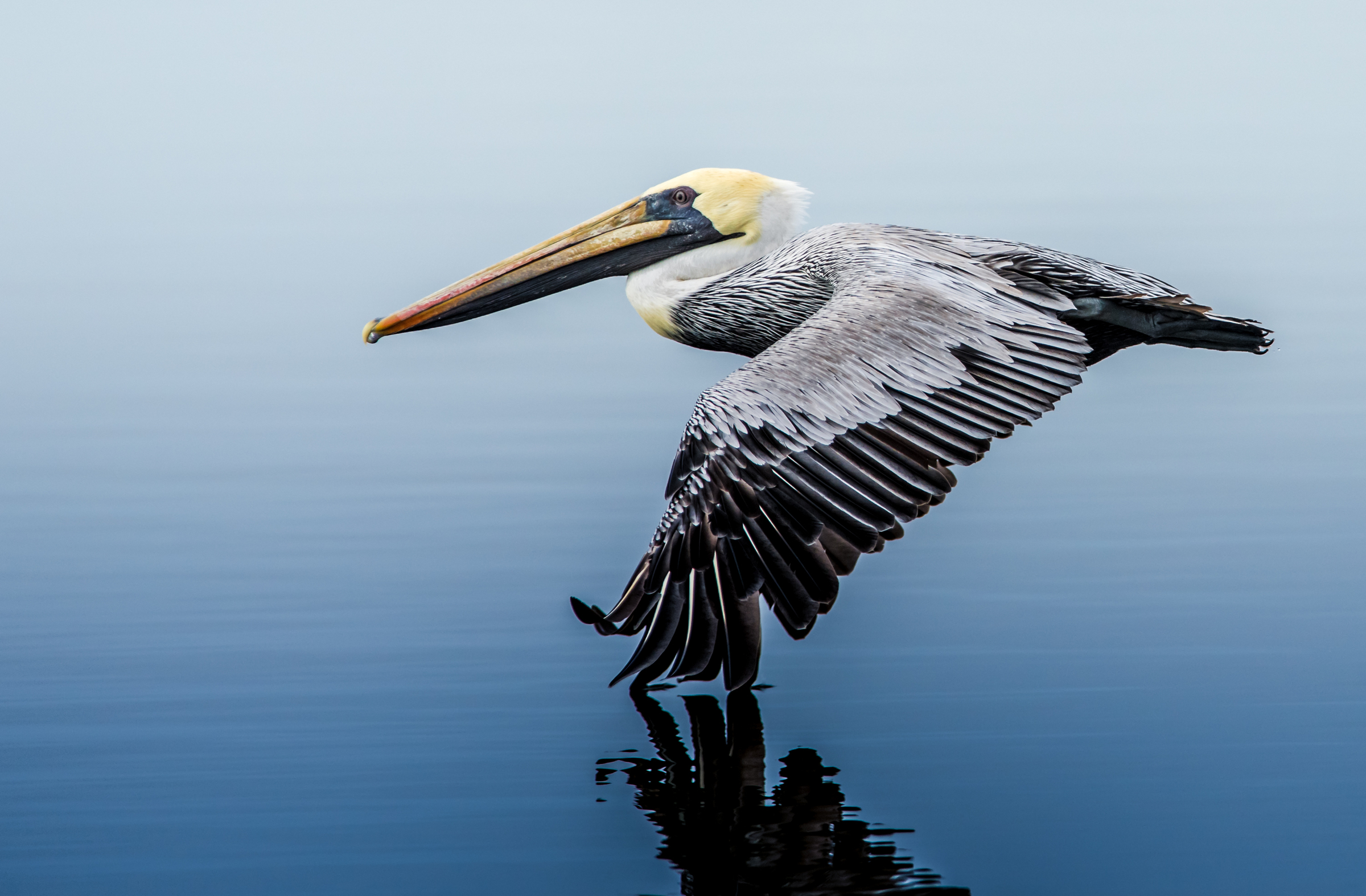 Brown Pelican