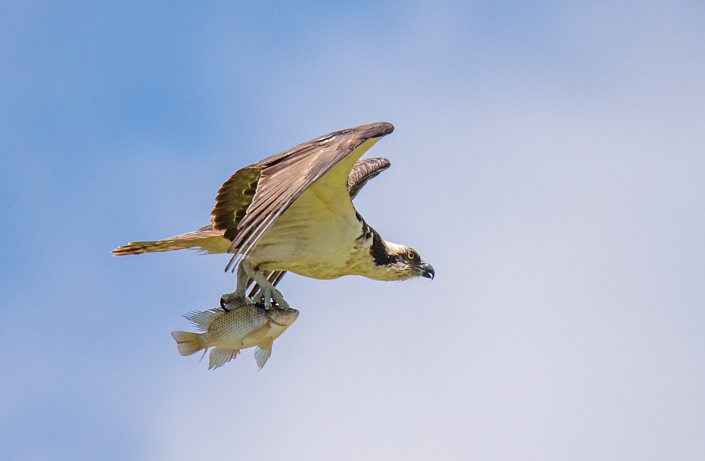 A bird of prey in flight with a fish in its talons.