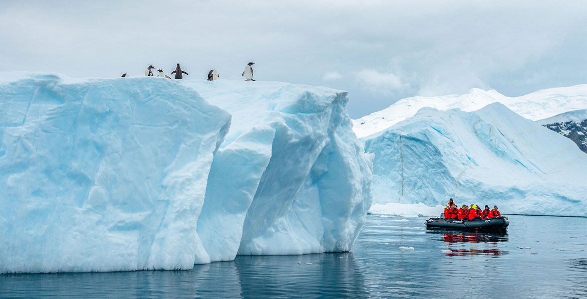 Gentoo Penguins in Neko Harbour, Antarctica.