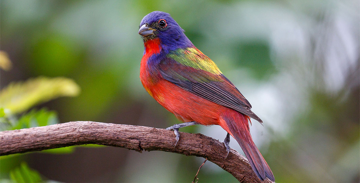 Painted Bunting.