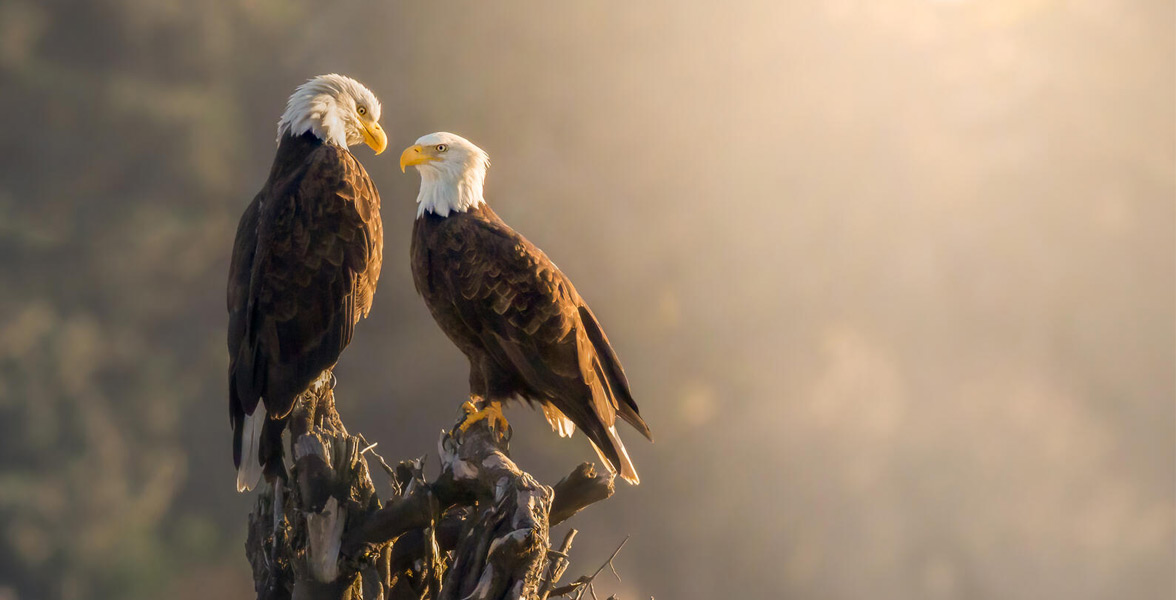 Two Bald Eagles perched on a tree stump, making eye contact with one another.