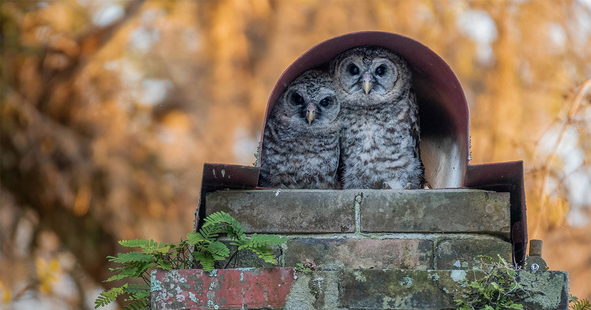 Barred Owls.