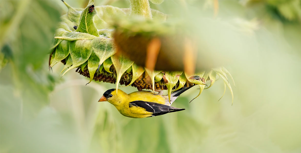 American Goldfinch.