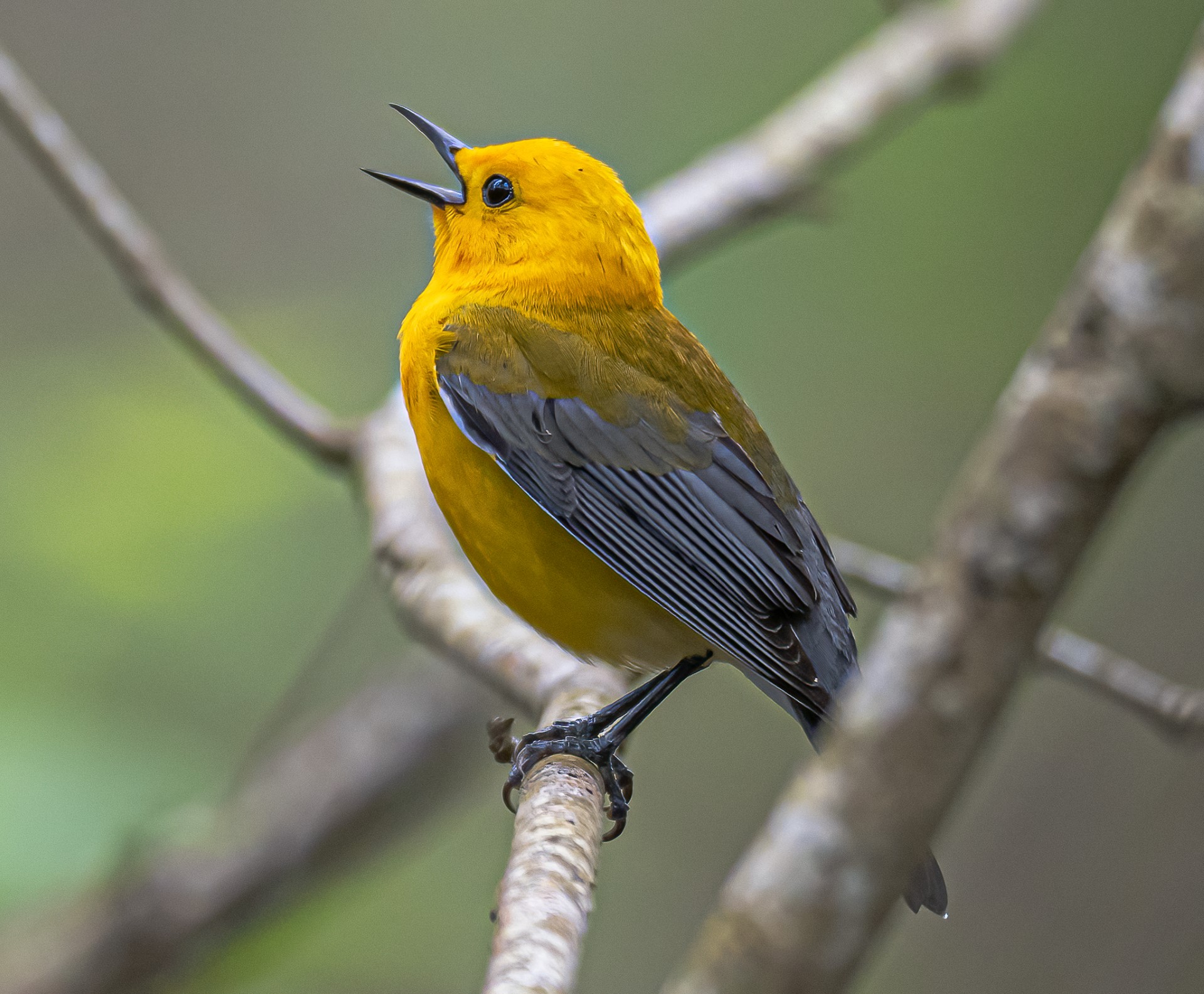 A yellow bird with black eyes, beak and blue wings is perched on a small branch sings, beak pointing towards the sky