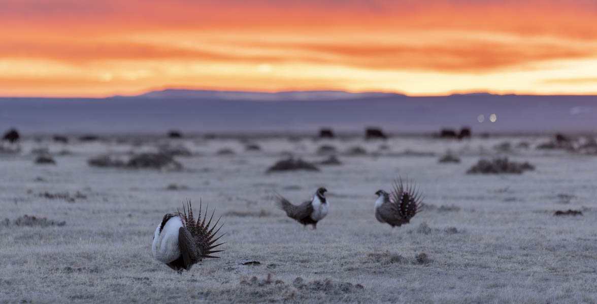 Greater Sage-Grouse. 