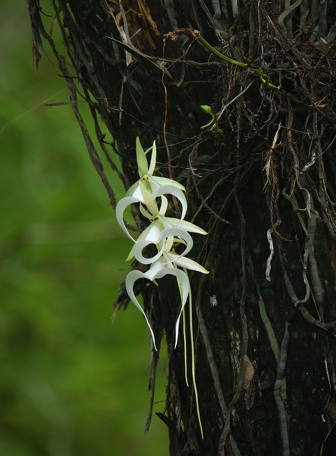 Super ghost orchid