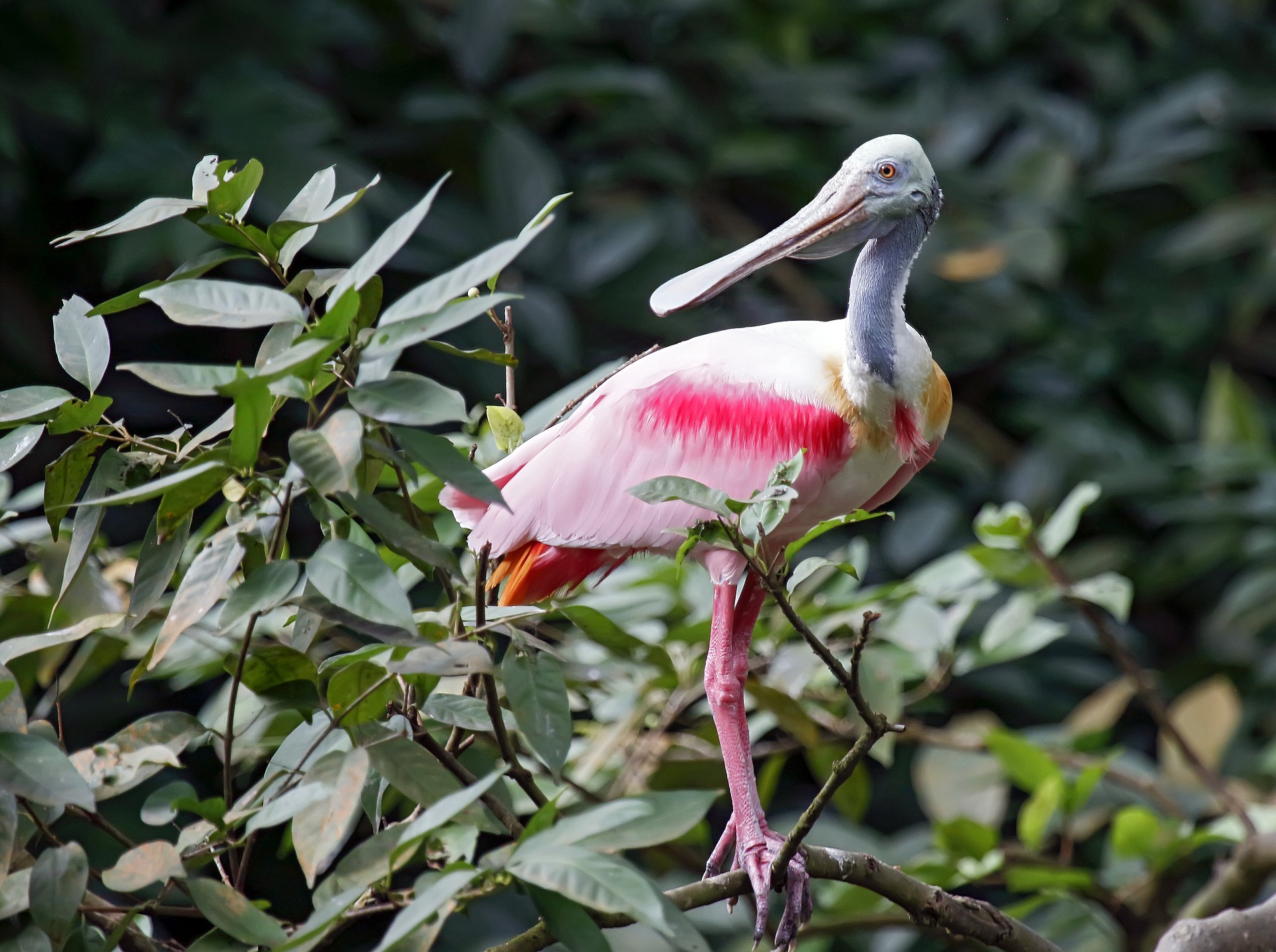 A pink bird perched in shrubbery