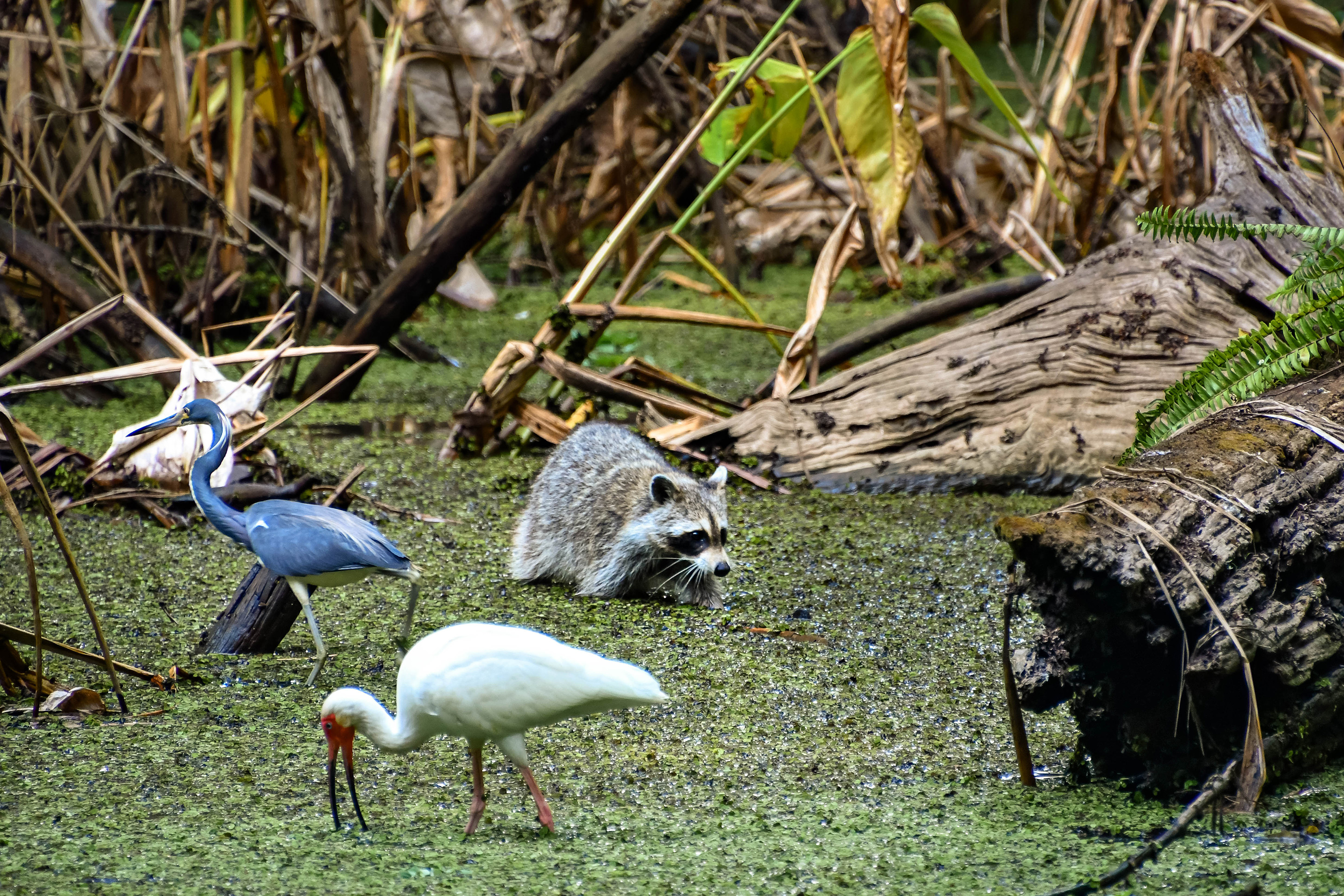 A raccoon and wading birds forage in the swamp.