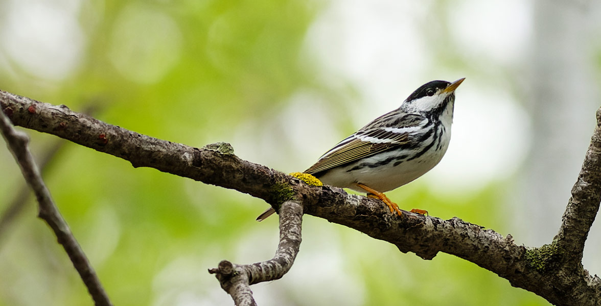 Photo of a Blackpoll Warbler perched on a tree branch,