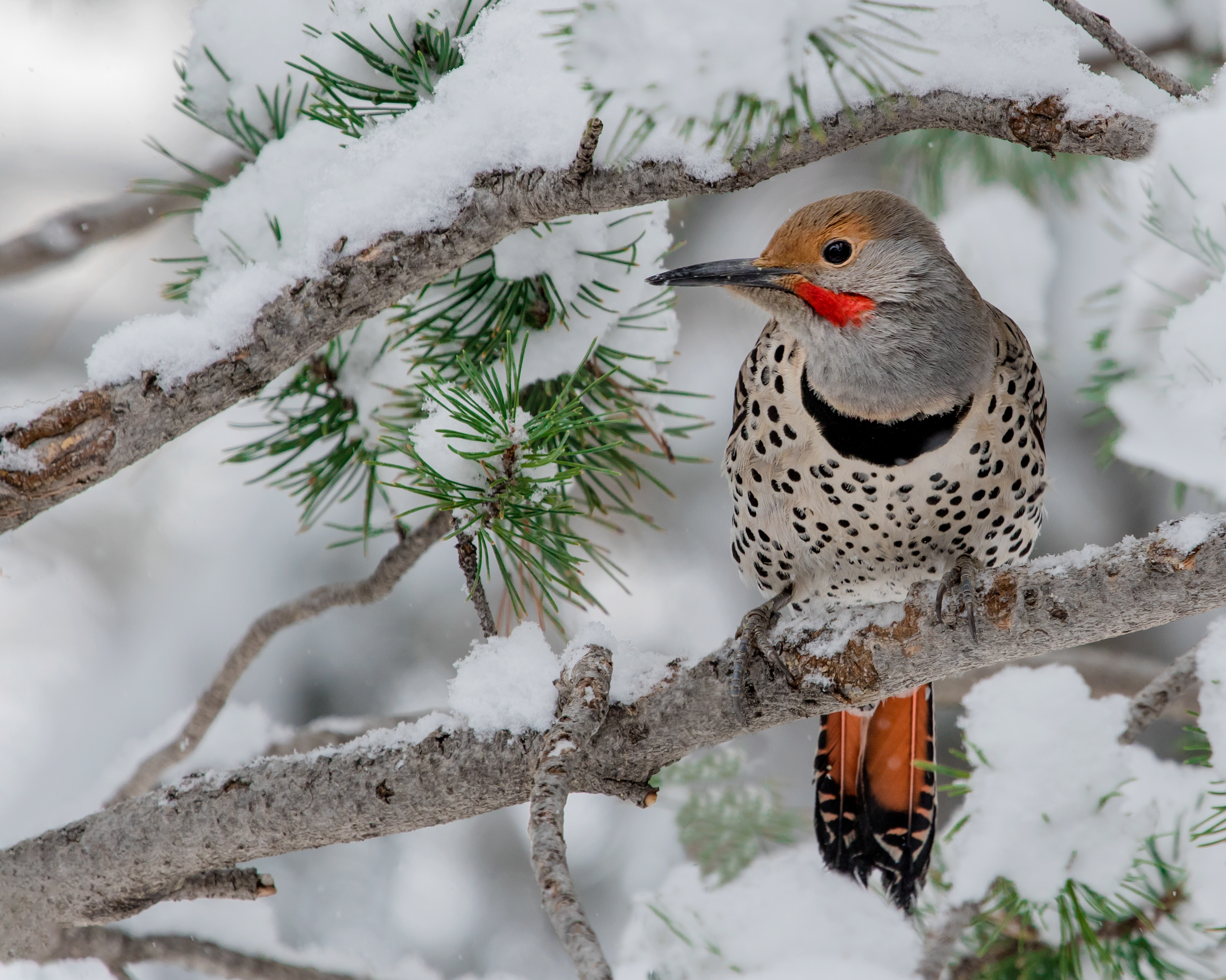 A Northern Flicker perches in snow-covered pine branches. 