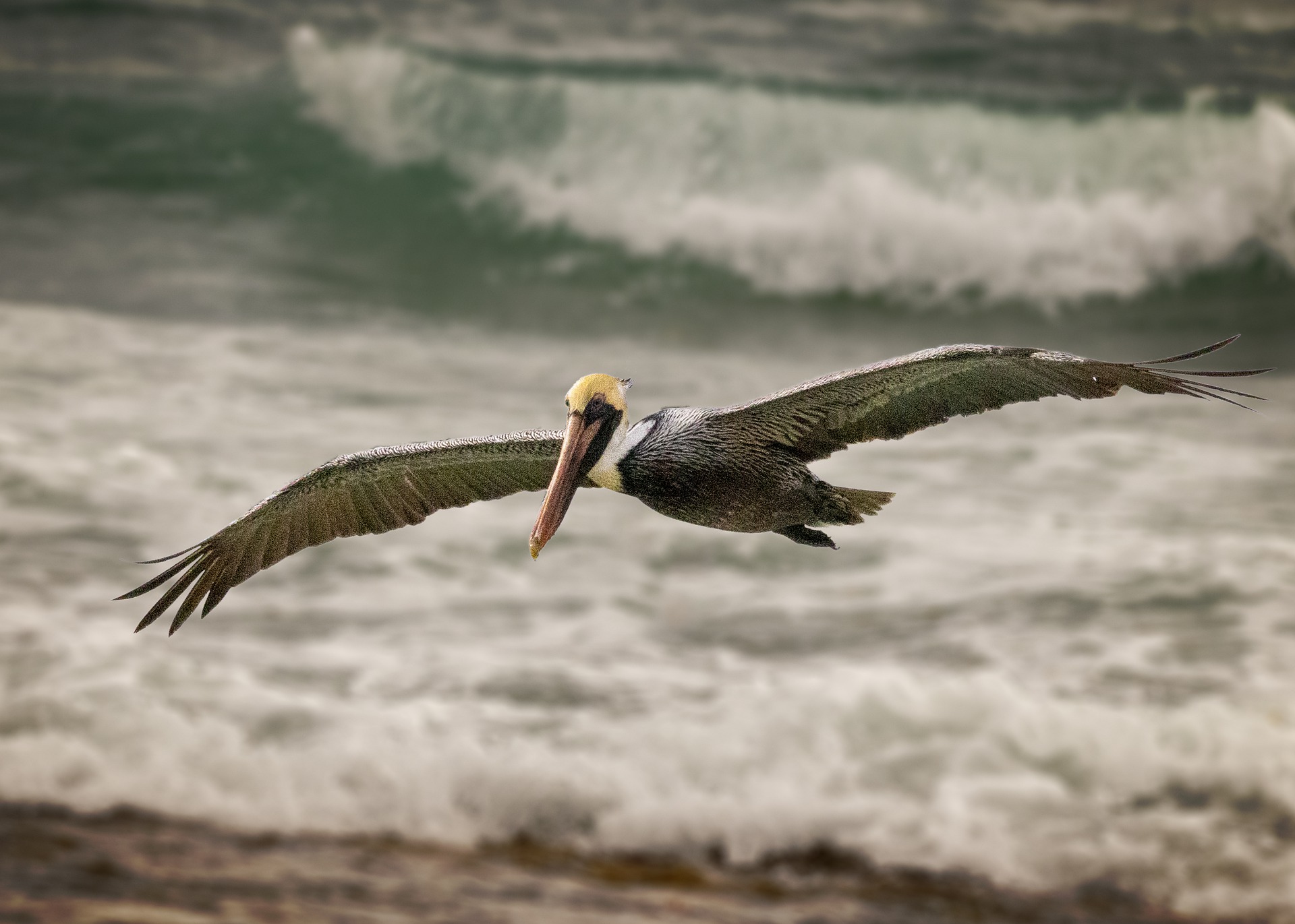Brown pelican in flight.