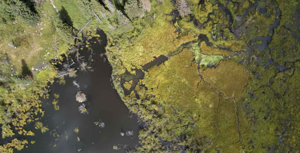 Aerial image of a beaver lodge and wetland.