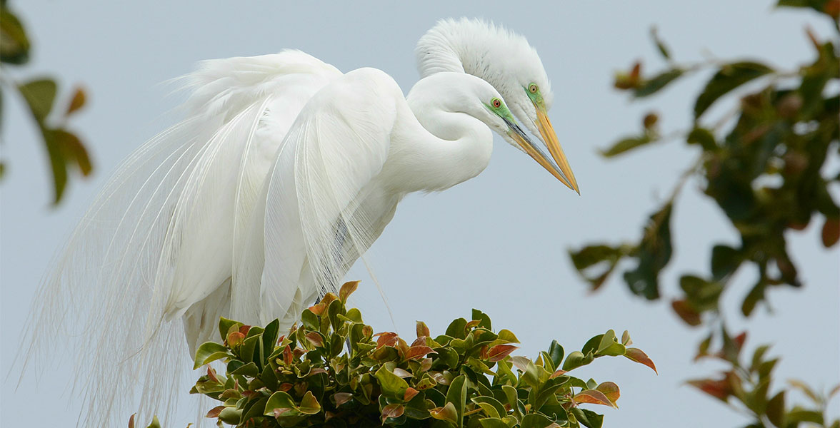 Photo of two Great Egrets perched together in a tree.