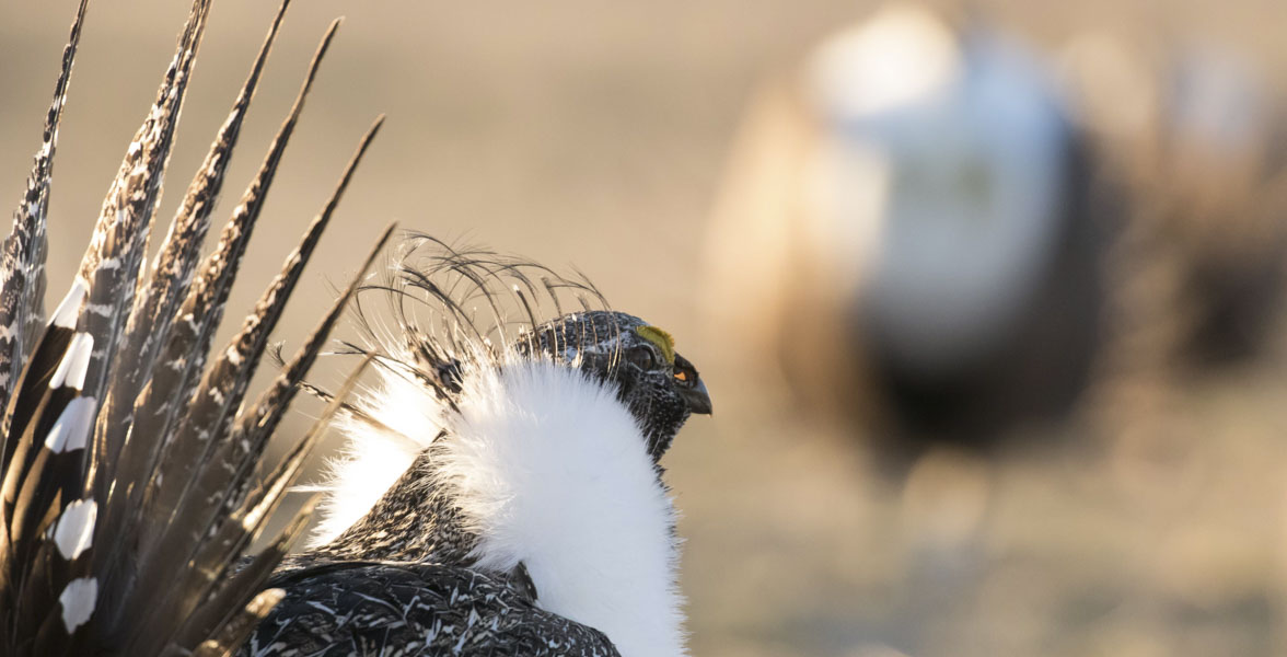Two male Greater Sage-Grouse face each other. 