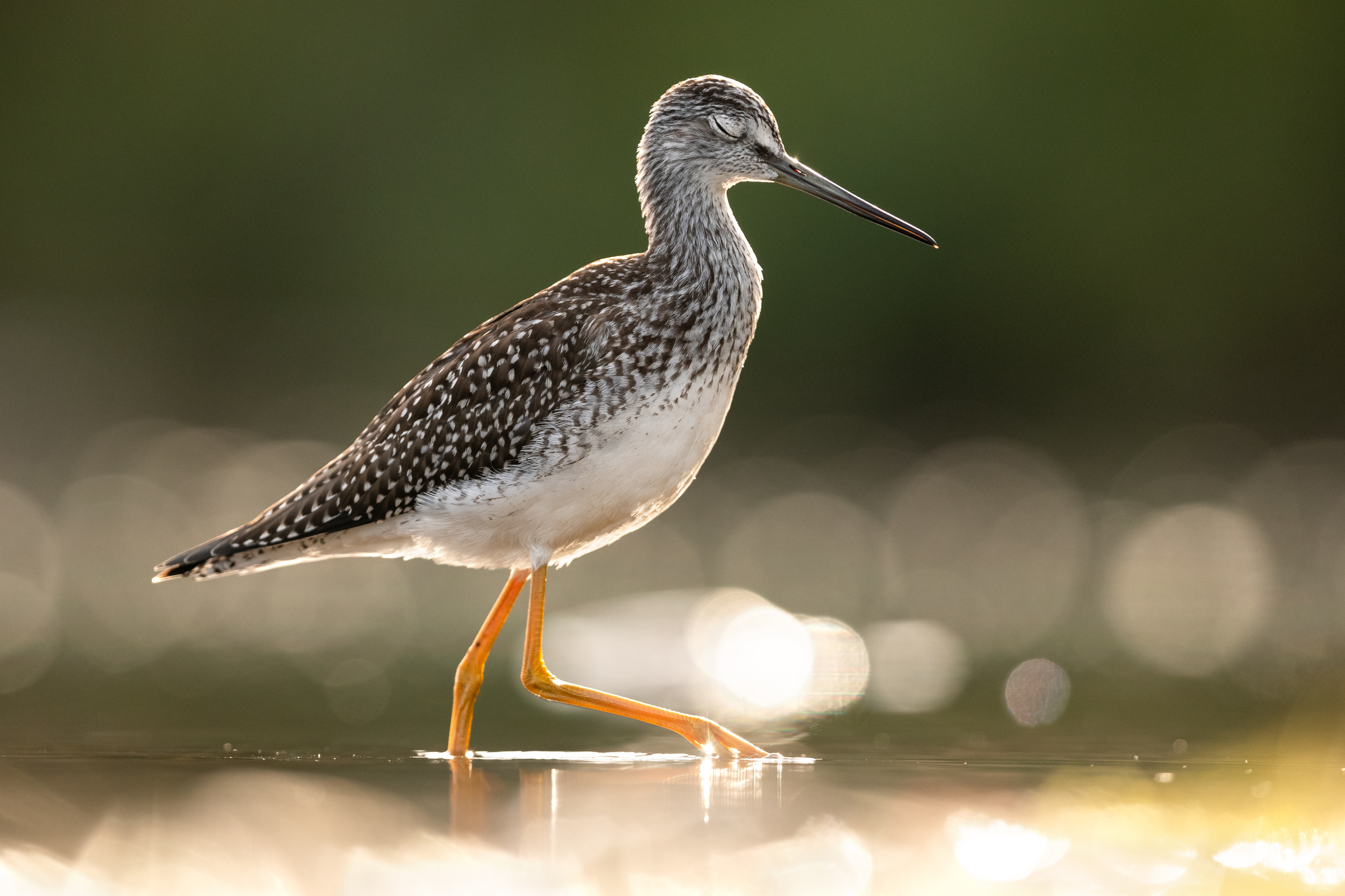 Greater Yellowlegs. 