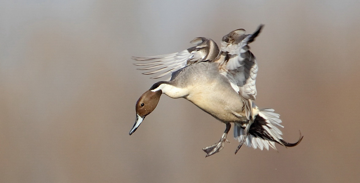 Photo of a Northern Pintail in flight.