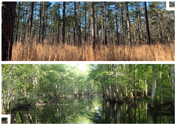 Two vertical landscape images are stacked. The top scene is a mature Longleaf pine stand and the bottom image is of a swamp