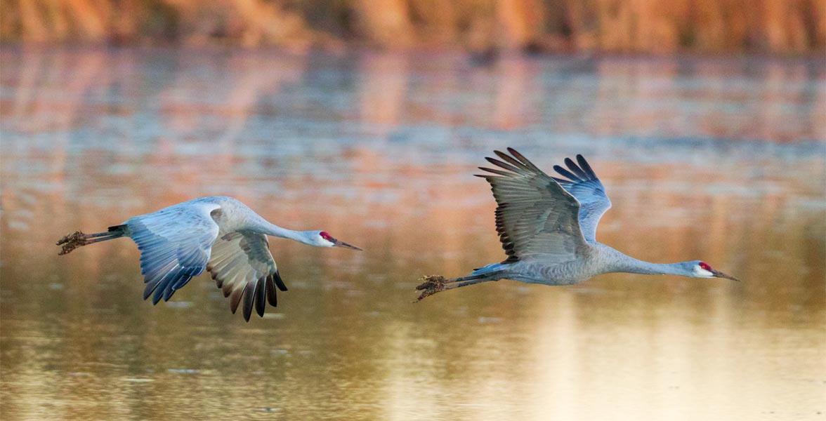 A photo of two Sandhill Cranes flying over water. Credit: Timothy Lenahan/Audubon Photography Awards