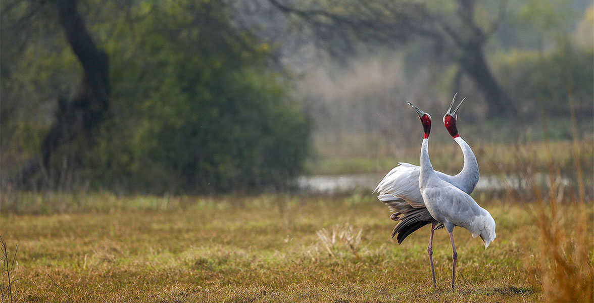 Sarus Cranes.