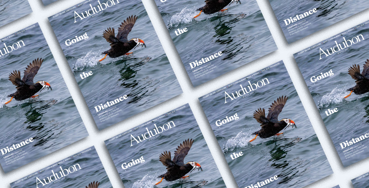 Tufted Puffin, Winter 2025 <i>Audubon</i> magazine.
