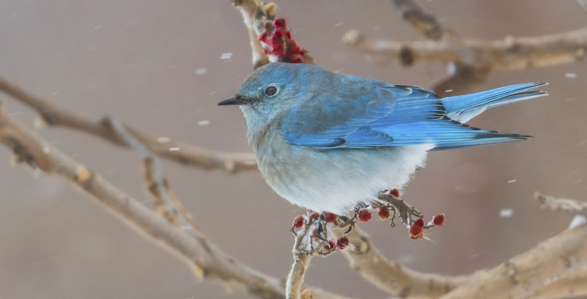 A bright blue bird perched on a branch of red berries in the snow.