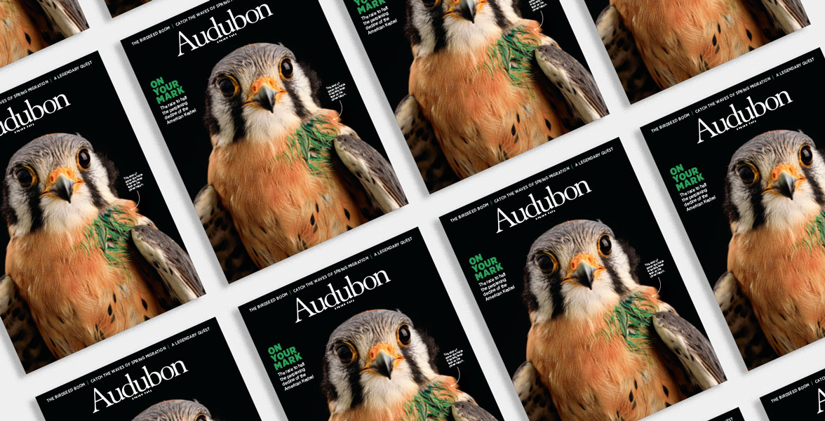 American Kestrel, Spring 2023 Audubon Magazine.