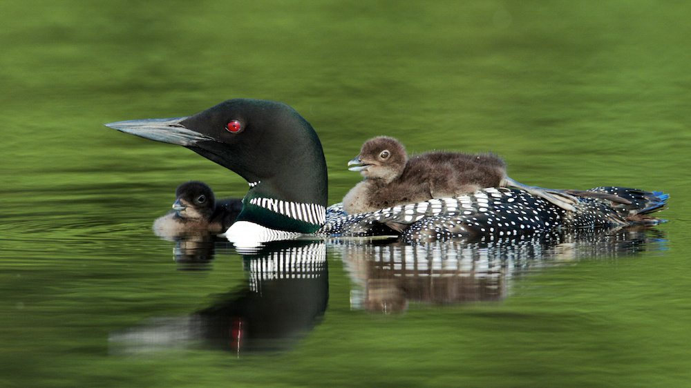 Common Loon