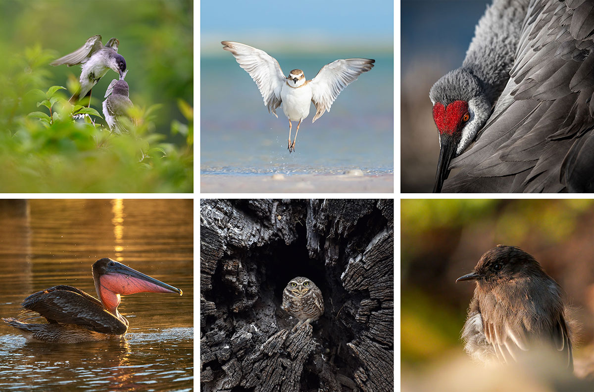 Clockwise from top left: Eastern Kingbirds; Wilson’s Plover; Sandhill Crane; Black Phoebe; Burrowing Owl; Brown Pelican.