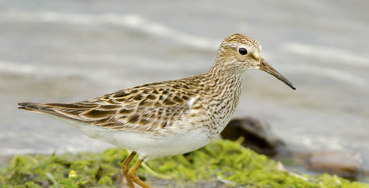 Pectoral sandpiper standing on shoreline.