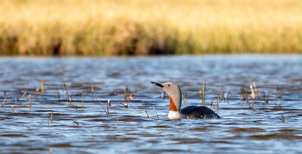 Photo of a Red-throated Loon on a body of water.