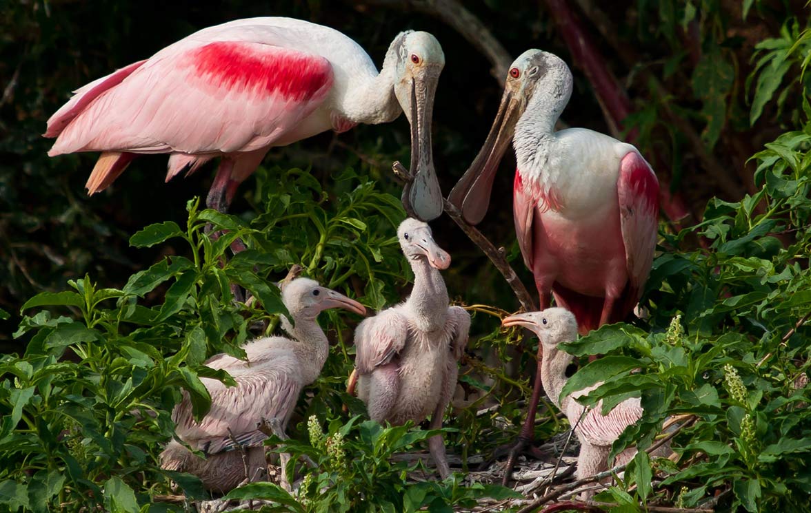 Photo of Roseate Spoonbills caring for young in their nest. Credit: Cynthia Hansen/Audubon Photography Awards