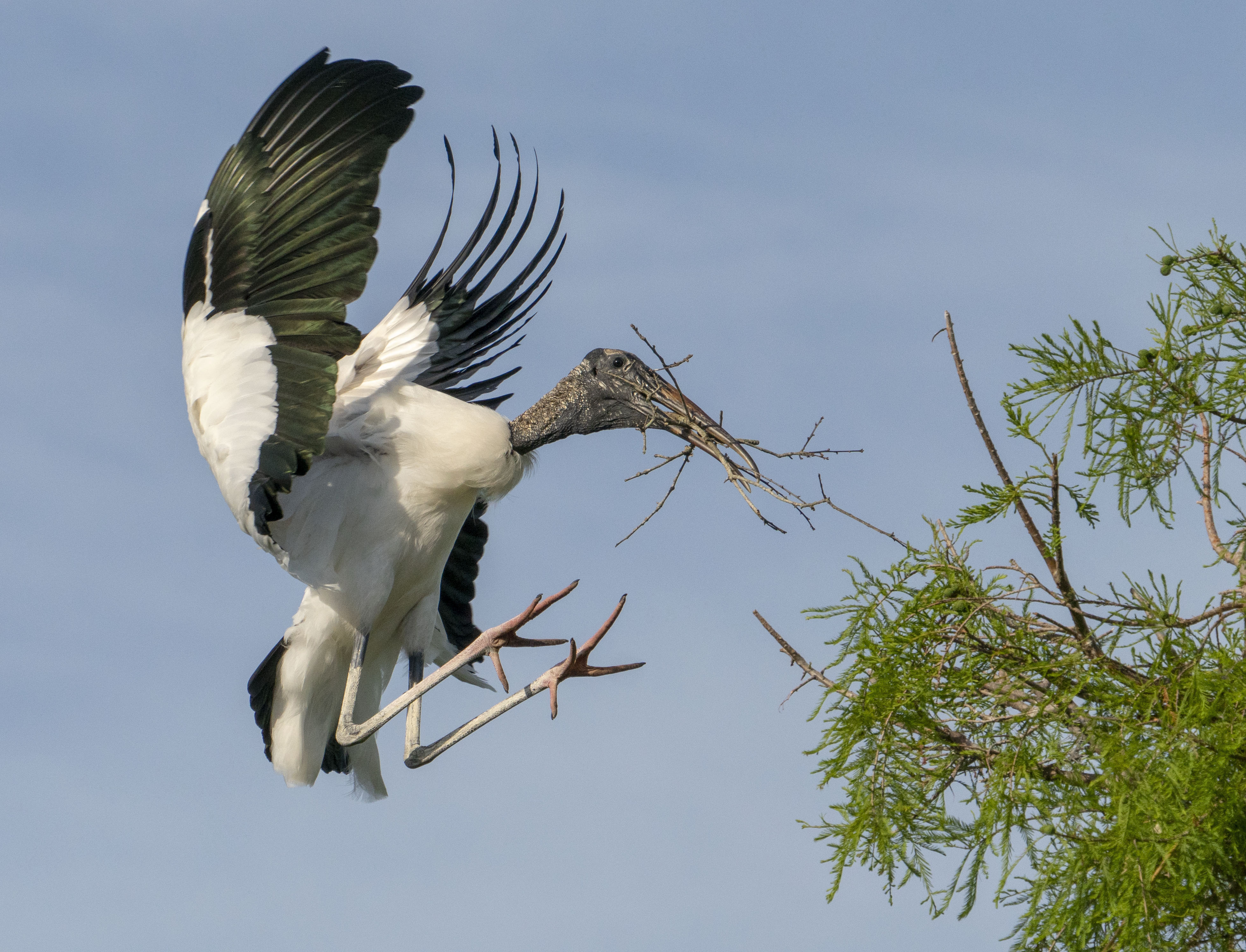 A Wood Stork in flight, with a branch in its bill.