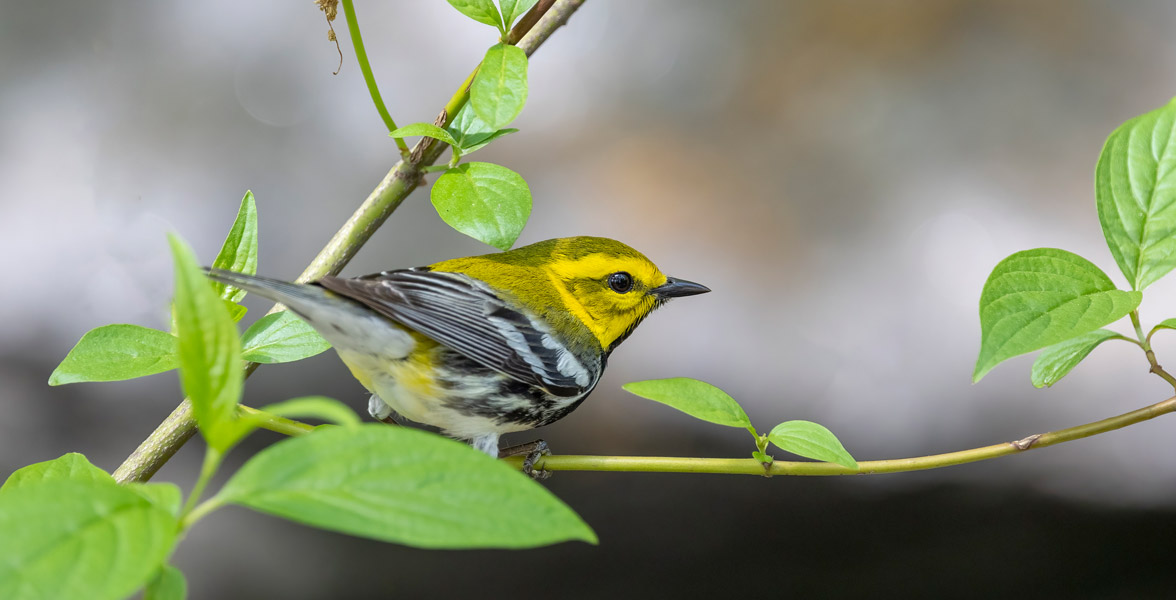 Photo of a Black-throated Green Warbler.