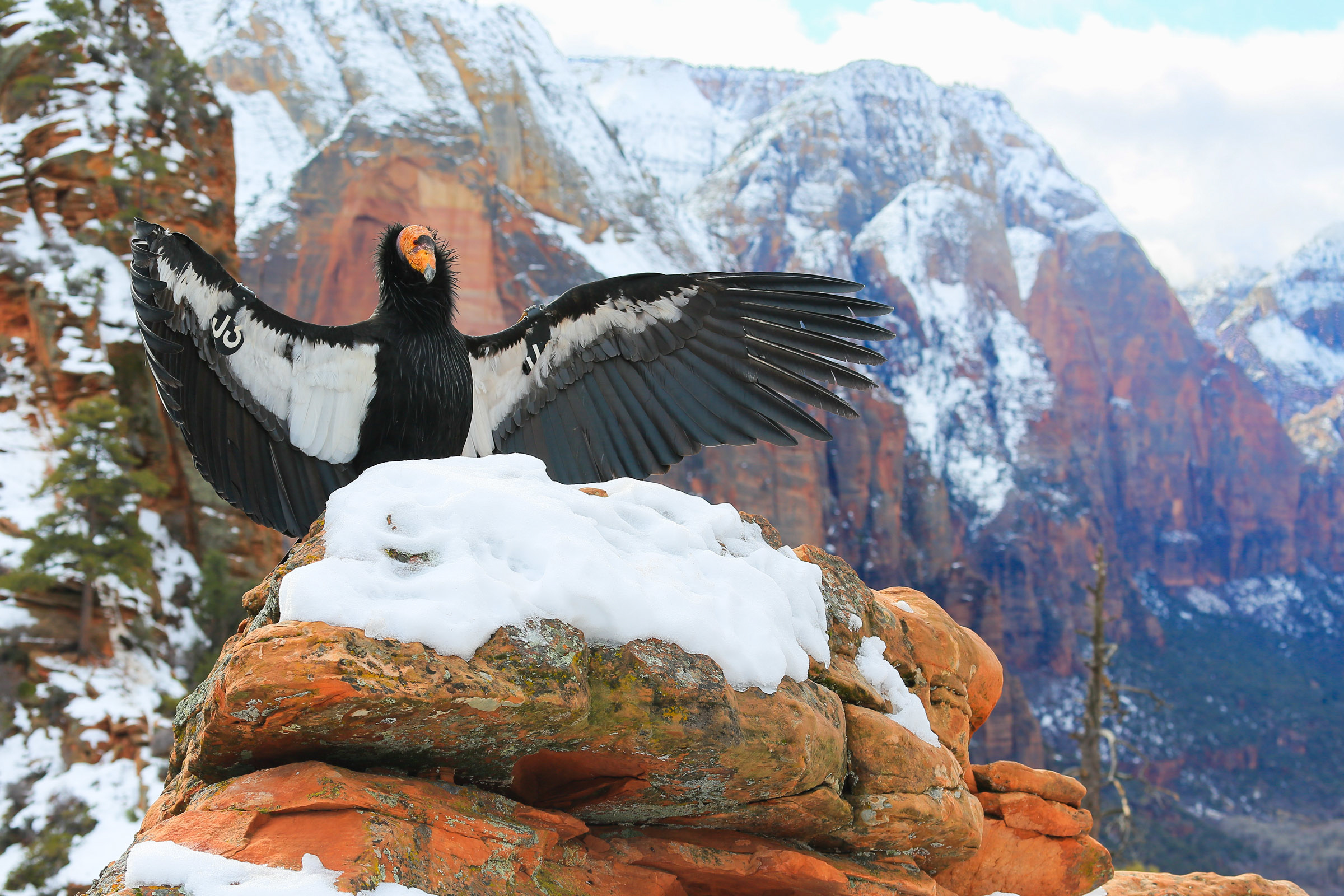 California Condor