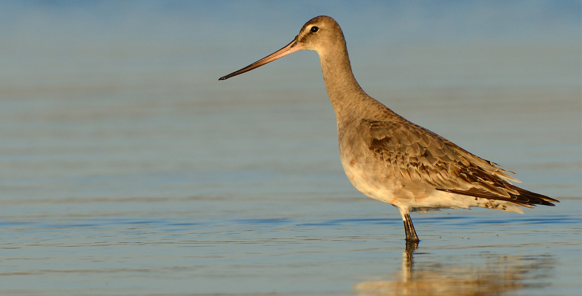 Photo of a Hudsonian Godwit standing in shallow water.