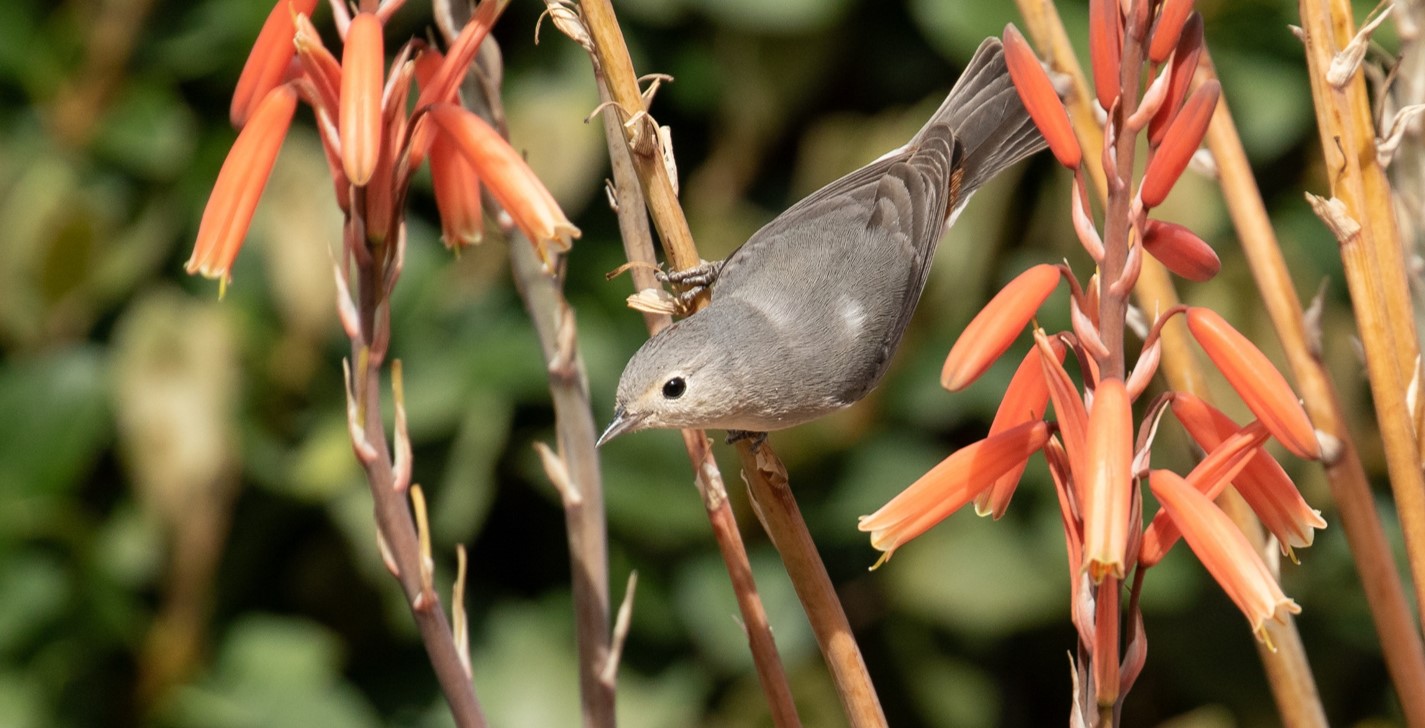 A Lucy's Warbler perches on some flower stalks, probably from an aloe plant.