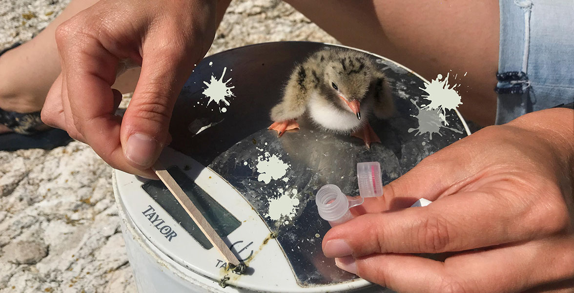 Gemma Clucas collects a sample from a Common Tern.