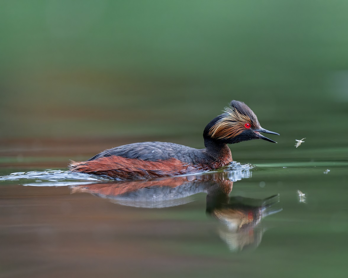 An Eared Grebe in vibrant breeding plumage, with its distinctive golden ear tufts and black-and-chestnut body, catching and eating an insect while floating on calm water.